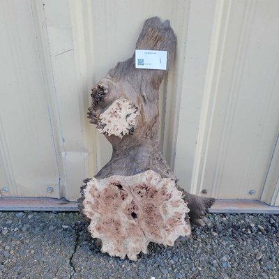 Black Cottonwood Cookie Lumber