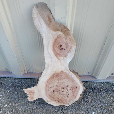 Black Cottonwood Cookie Lumber