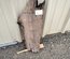 English Walnut Slab Lumber