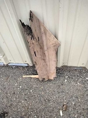 English Walnut Slab Lumber