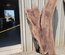 English Walnut Slab Lumber