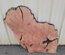 Pacific Madrone Slab Lumber